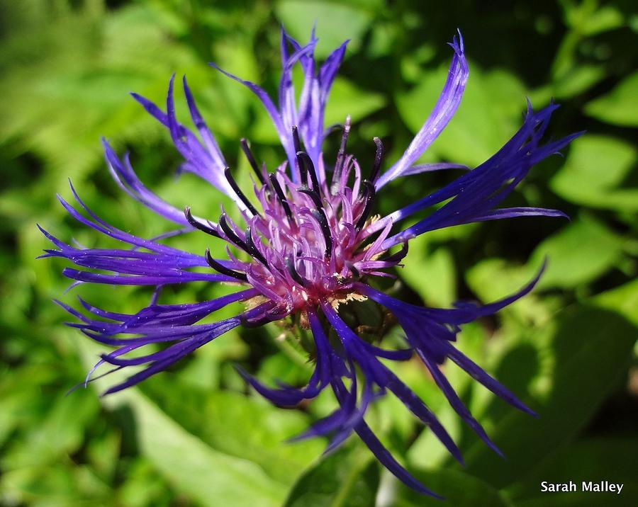 Knapweed Blue Photograph by Sarah Malley - Fine Art America