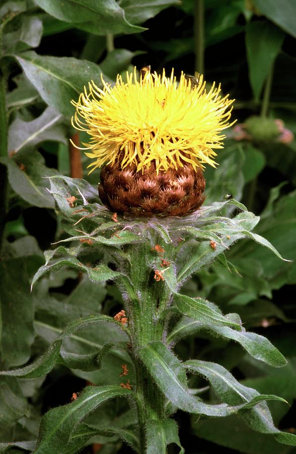 Centaurea macrocephala