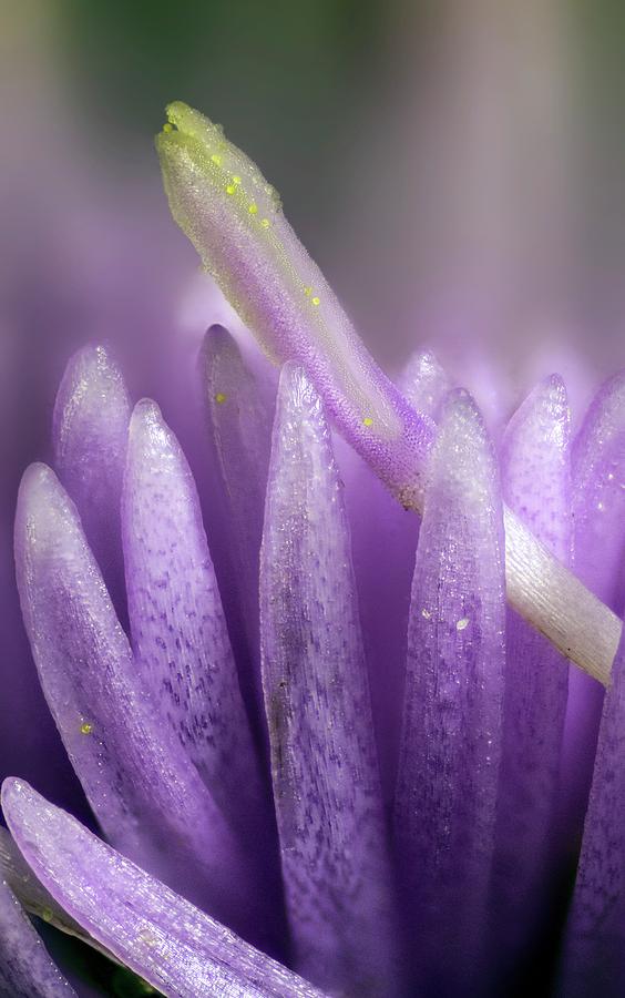 Knapweed Flower Photograph by Karl Gaff