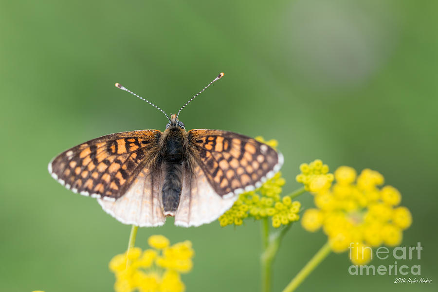 Knapweed Fritillary Butterfly Photograph by Jivko Nakev