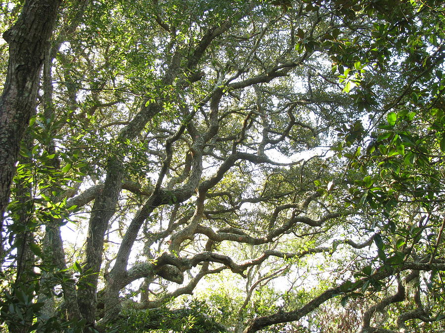 Knarly Oak Photograph by Ellen Meakin