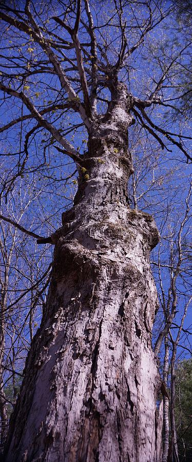 Knarly Tree Photograph by Dawn Hagar - Fine Art America