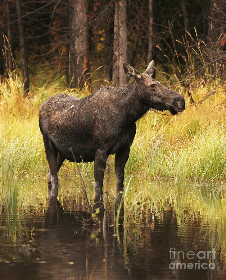 Moose Photograph - Knee Deep by Clare VanderVeen