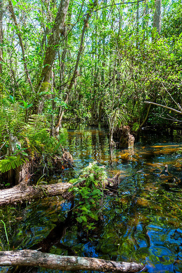Knee deep in the Everglades Photograph by W Chris Fooshee