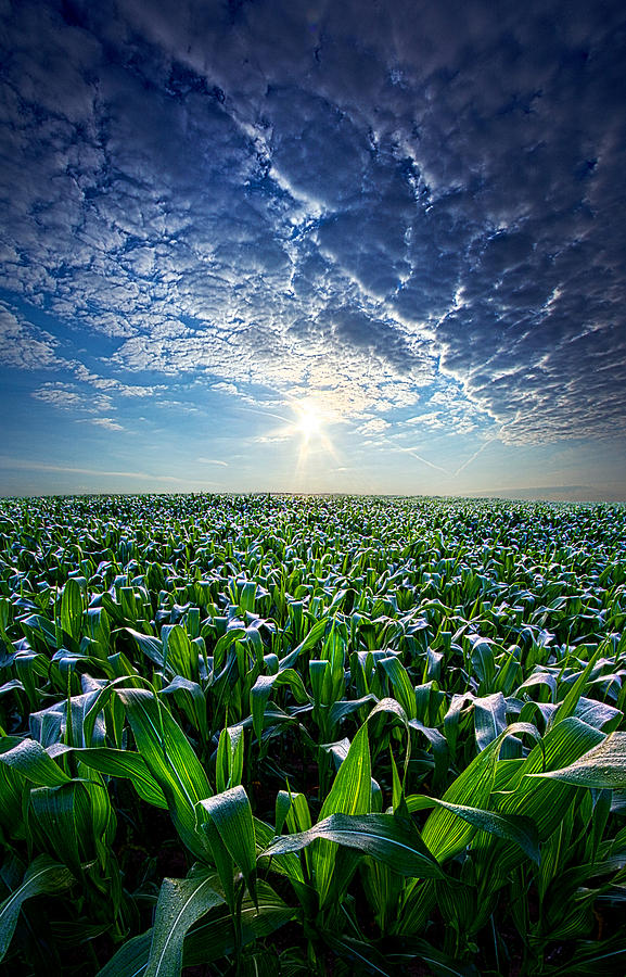 Nature Photograph - Knee High in July by Phil Koch