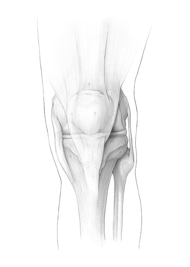 Knee Ligaments Photograph by Veronica Falconieri / Science Photo Library