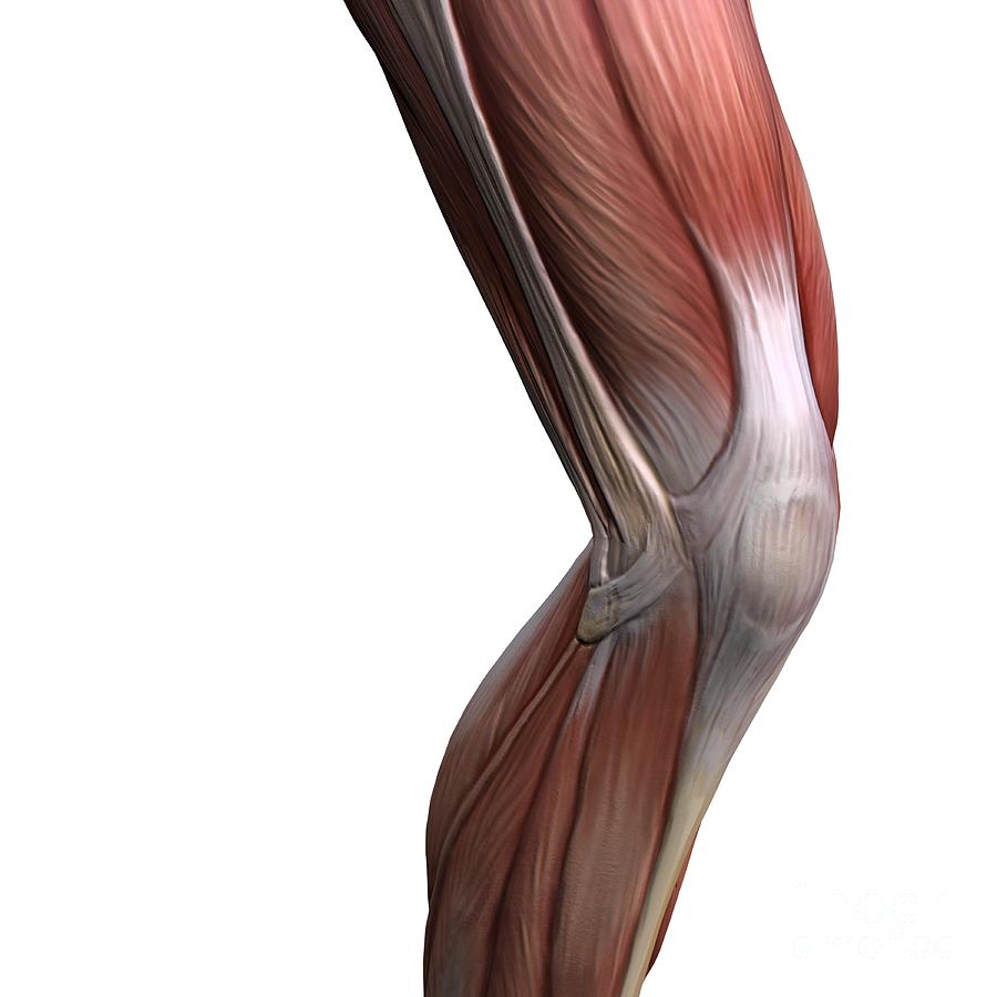 Anatomy Muscle Knee Joint