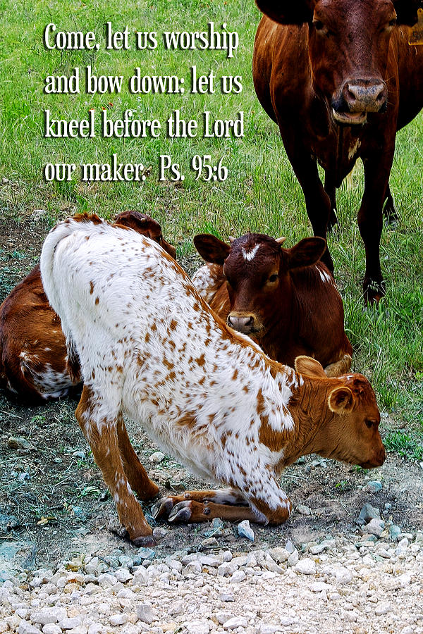 Kneeling Calf Ps. 95v6 Photograph By Linda Phelps - Pixels