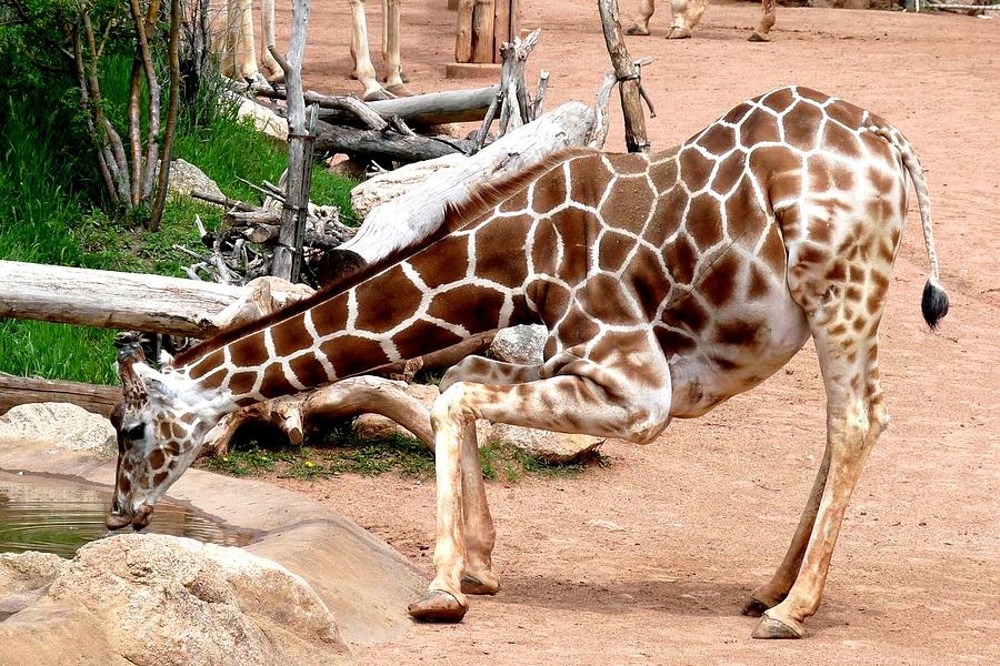 Kneeling Giraffe Photograph by Marilyn Burton