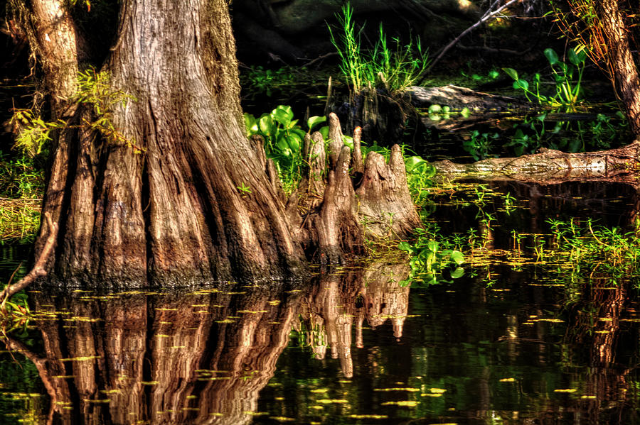 Knees Deep in a Louisiana Bayou Photograph by Greg and Chrystal Mimbs