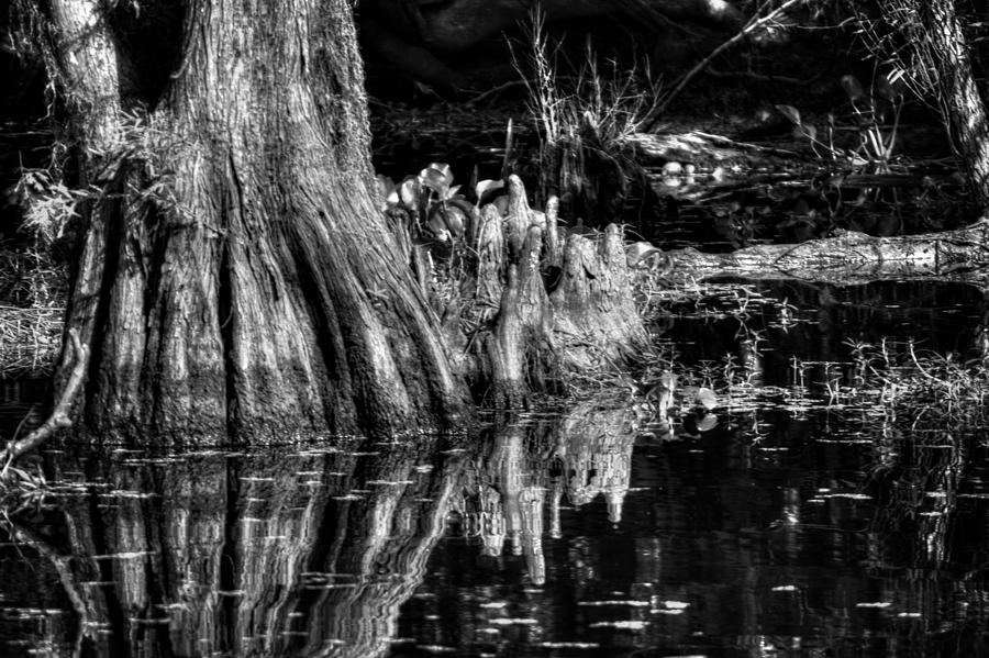 Knees Deep in a Louisiana Bayou in Black and White Photograph by Greg and Chrystal Mimbs