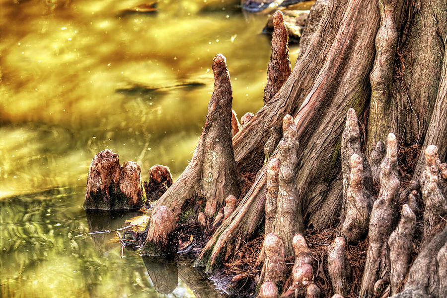 Knees of the Cypress Photograph by Jason Politte