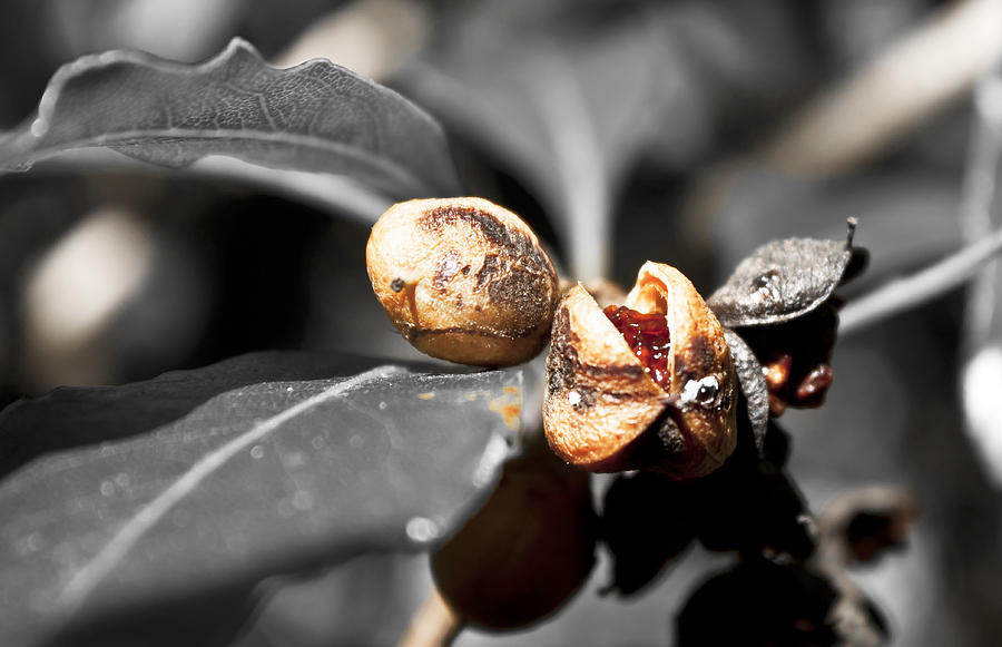 Seeds Photograph - Knew seeds of complentation by Miroslava Jurcik