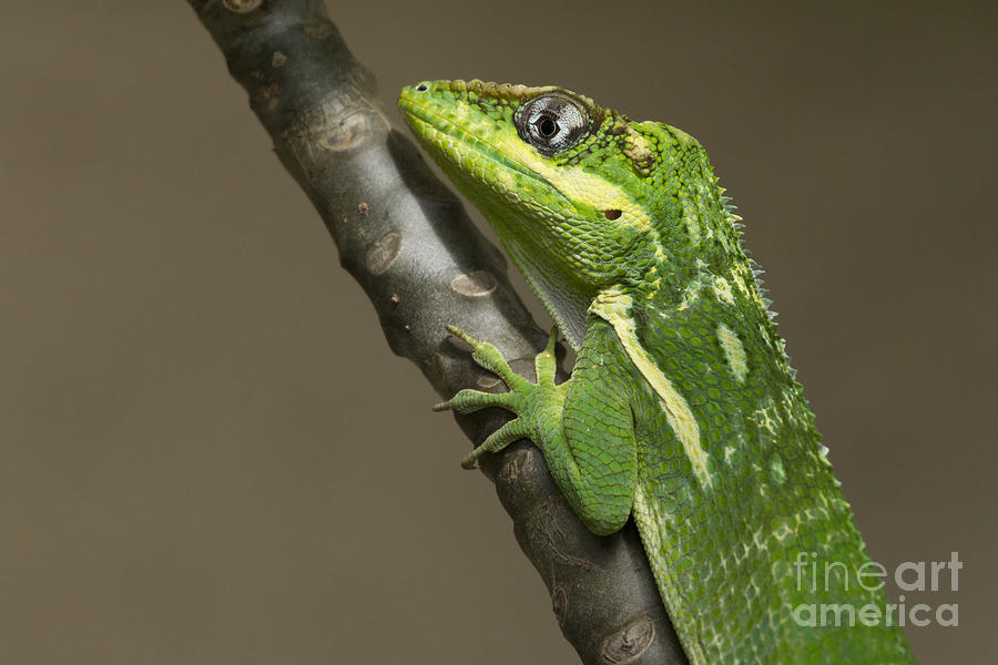 Knight Anole Photograph by Meg Rousher