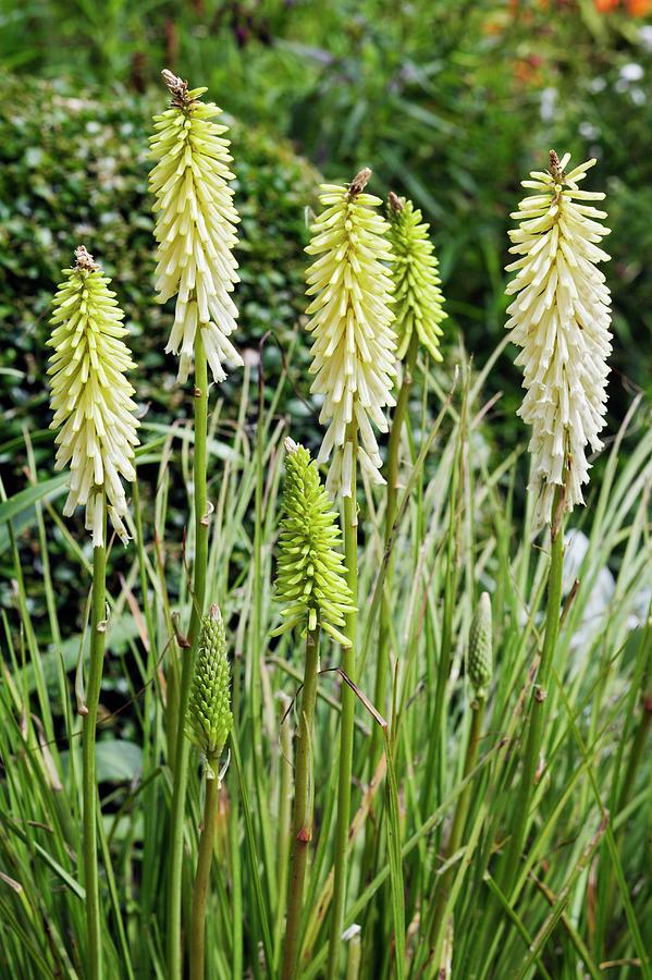 Kniphofia little Maid Photograph by Geoff Kidd/science Photo Library