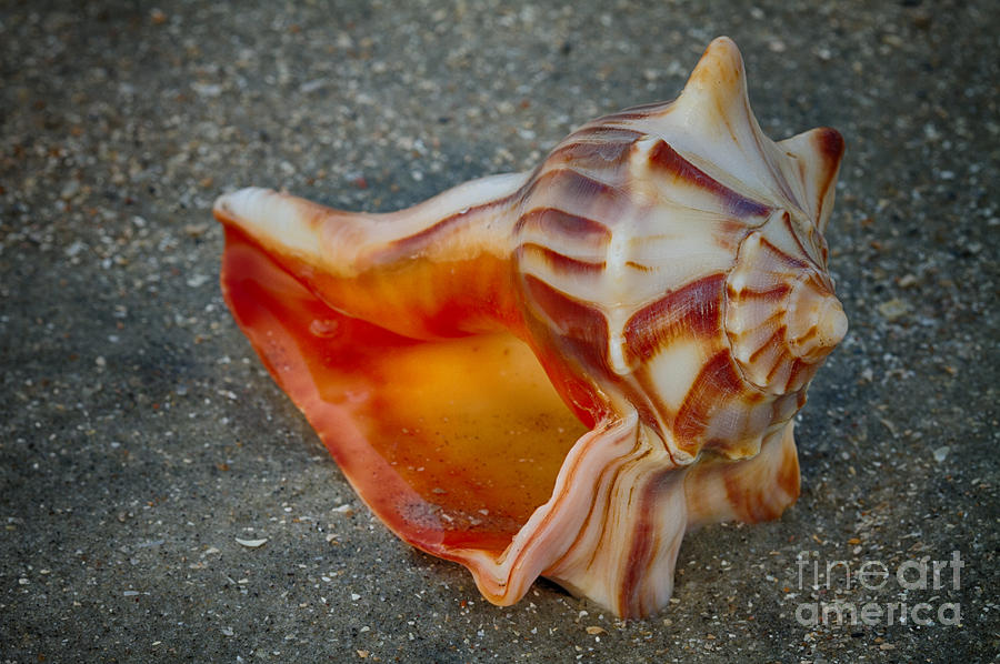 Knobbed Whelk 1 Photograph by Carrie Cranwill