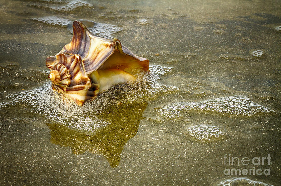 Knobbed Whelk 10 Botany Bay Photograph by Carrie Cranwill