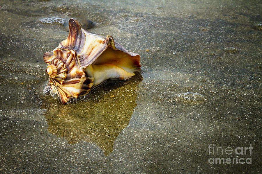 Knobbed Whelk 11 Botany Bay Photograph by Carrie Cranwill