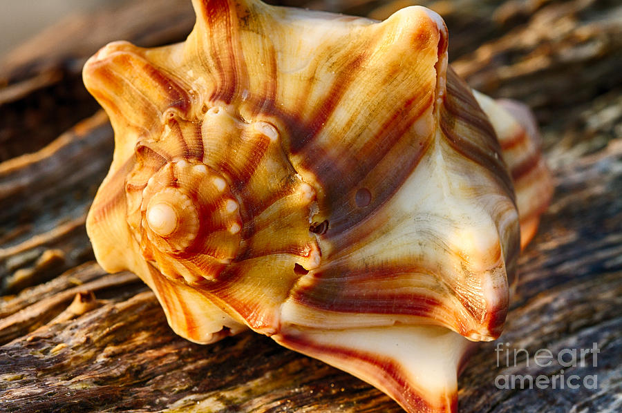 Knobbed Whelk 2 Botany Bay Photograph by Carrie Cranwill