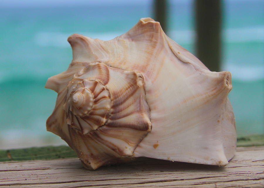Shell Photograph - Knobbed Whelk 2  by Cathy Lindsey