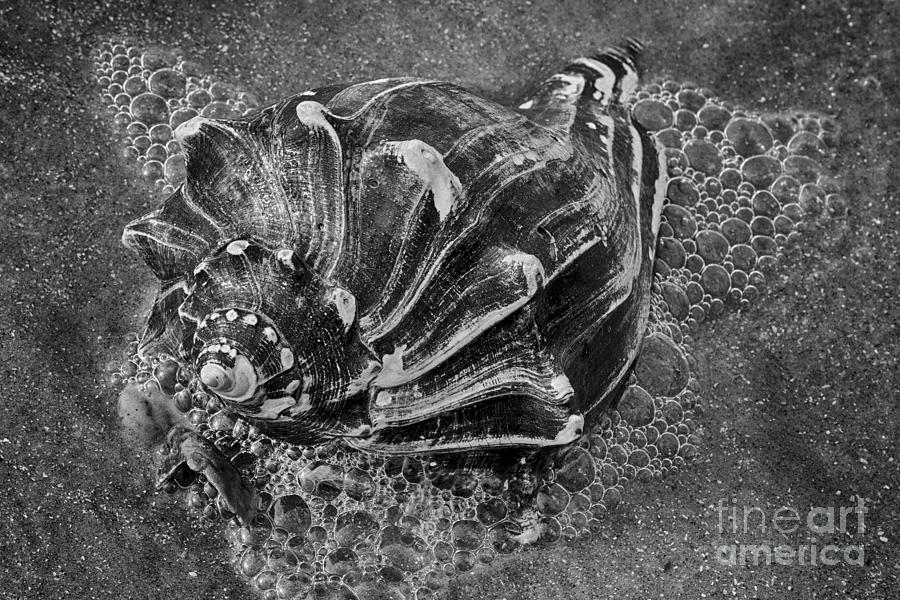 Knobbed Whelk 3 BW Botany Bay Photograph by Carrie Cranwill
