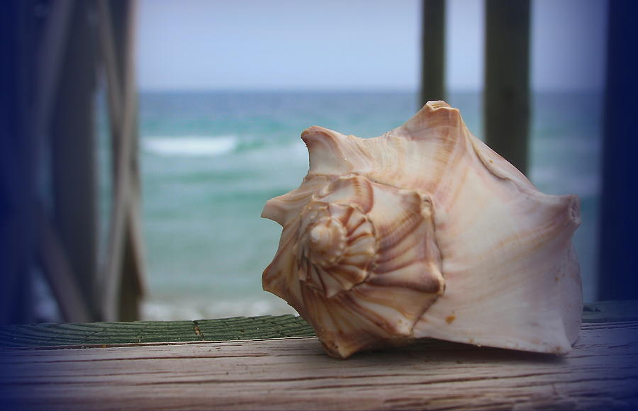 Shell Photograph - Knobbed Whelk 3 by Cathy Lindsey