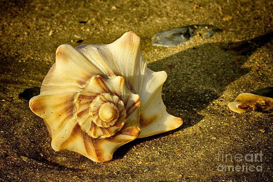Knobbed Whelk 5 Botany Bay Photograph by Carrie Cranwill