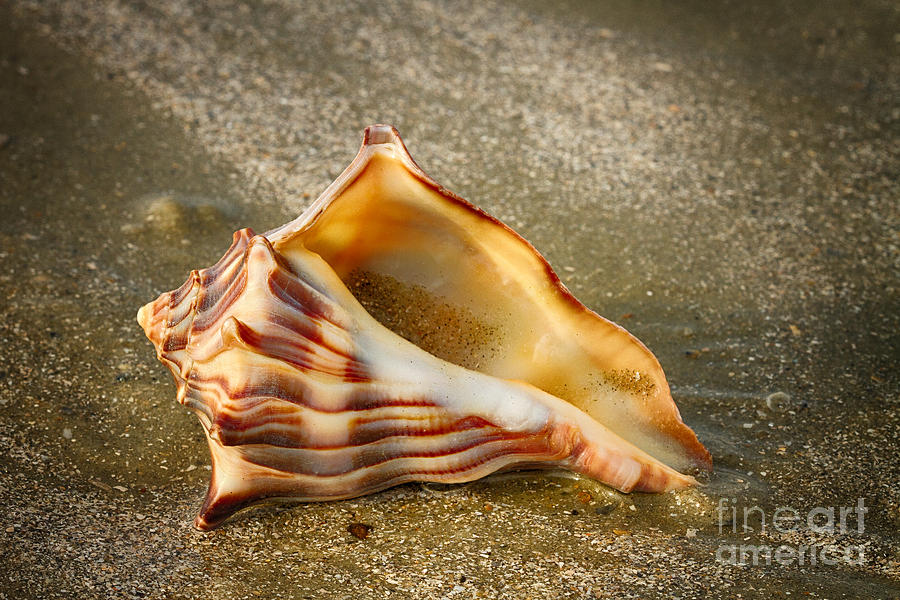 Knobbed Whelk 8 Botany Bay Photograph by Carrie Cranwill