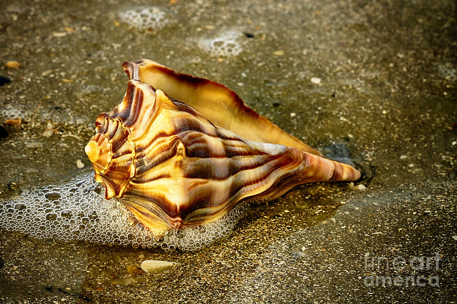 Knobbed Whelk 9 Botany Bay Photograph by Carrie Cranwill