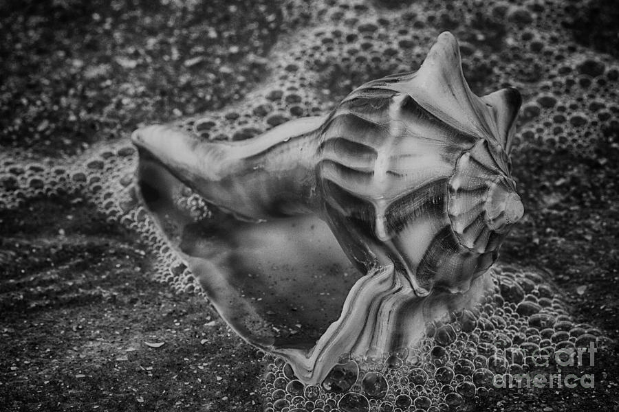 Knobbed Whelk Botany Bay BW Photograph by Carrie Cranwill