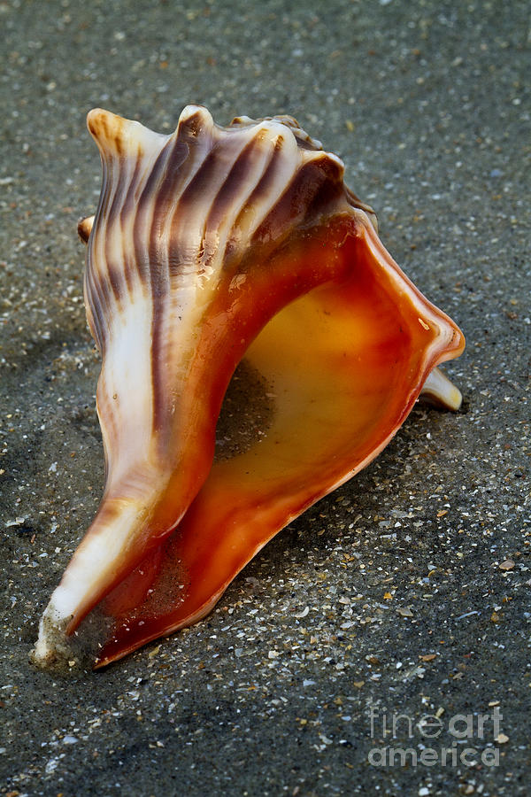 Knobbed Whelk Botany Bay Photograph by Carrie Cranwill