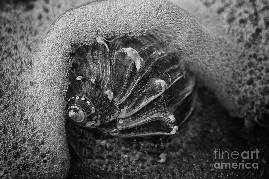 Knobbed Whelk BW 4 Botany Bay Photograph by Carrie Cranwill