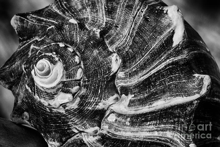 Knobbed Whelk Detail BW Botany Bay Photograph by Carrie Cranwill