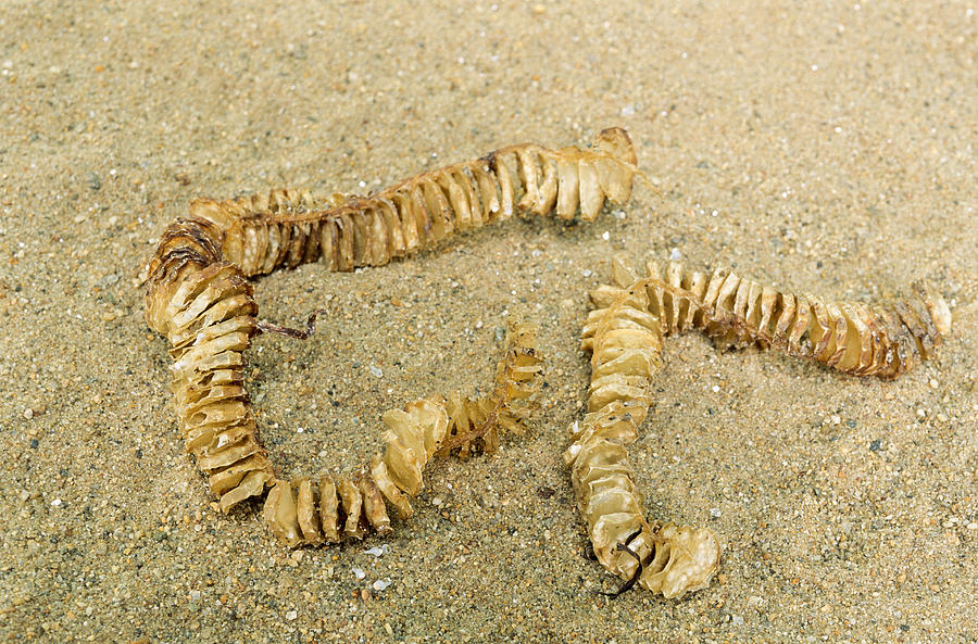 Knobbed Whelk Egg Case Photograph by Andrew J. Martinez - Fine Art America