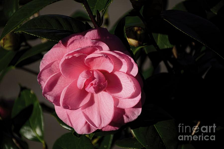 Garden Camellia Photograph