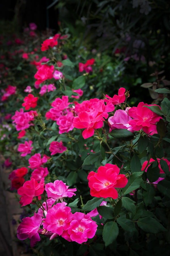 Knockout Roses   Photograph by Rich Franco