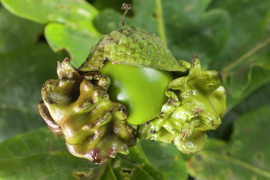 Knopper Galls On A Common Oak Tree Photograph by Dr Jeremy Burgess ...