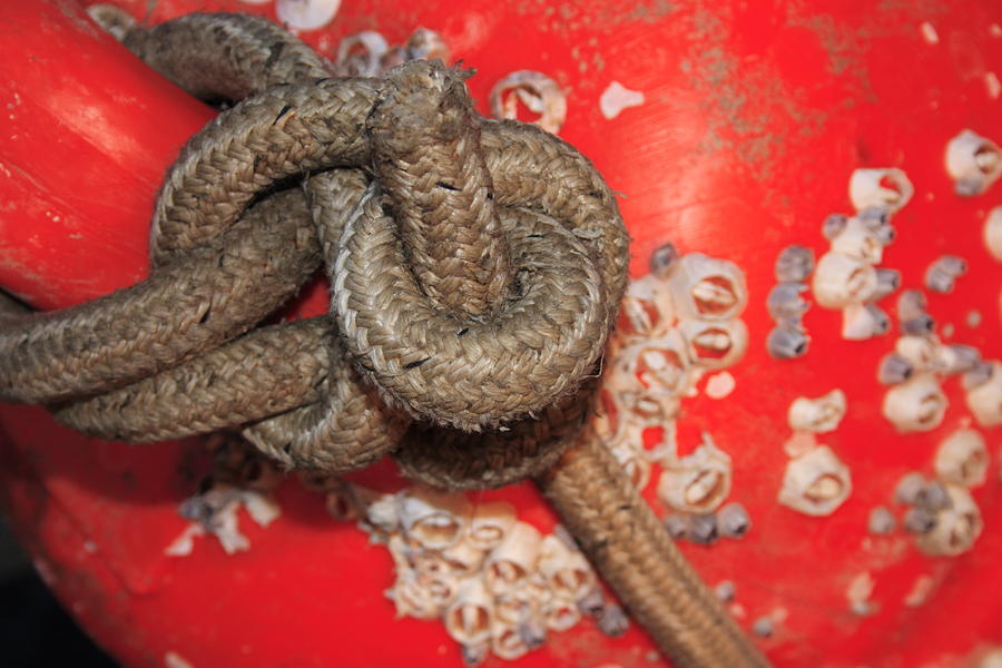Animal Photograph - Knots and red buoy by Ulrich Kunst And Bettina Scheidulin