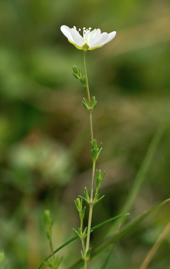 Nature Photograph - Knotted Pearlwort (sagina Nodosa) In Flower by Bob Gibbons/science Photo Library
