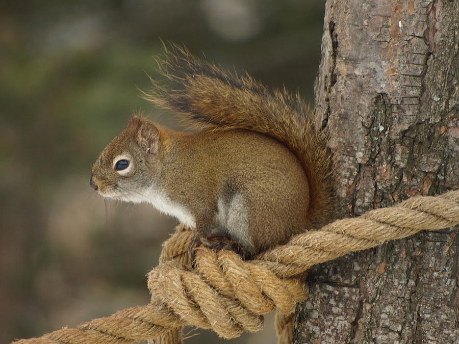 Wildlife Photograph - Knotty Squirrel by James Peterson
