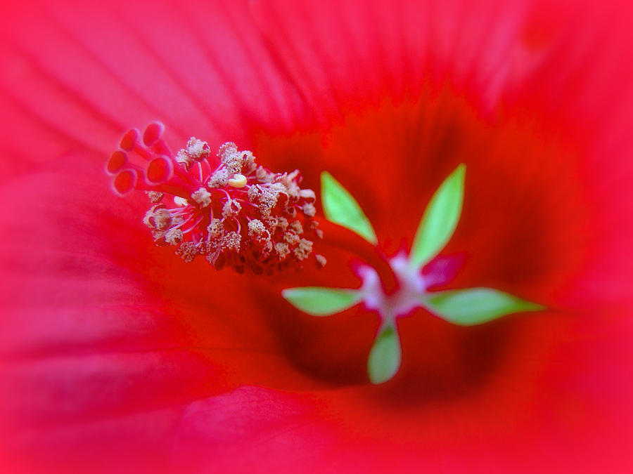 Knowing The Red Hibiscus Photograph by Carol Senske