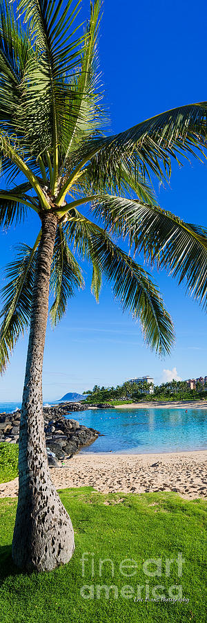 Ko Olina Photograph - Ko Olina Cove 3 Palm Tree 3 to 1 Aspect Ratio by Aloha Art