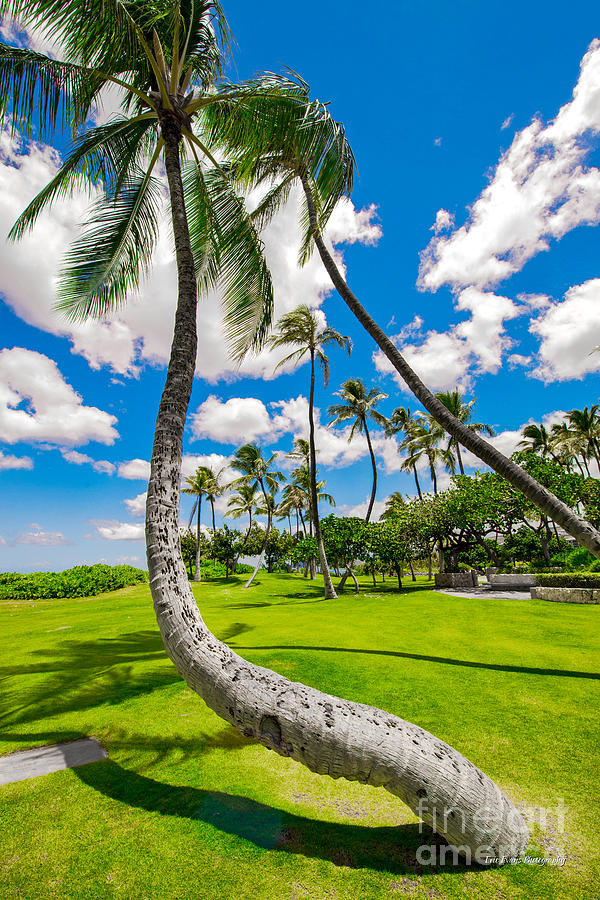 Palm Tree Photograph - Ko Olina Leaning Palm by Aloha Art