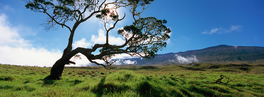 Nature Photograph - Koa Tree On A Landscape, Mauna Kea, Big by Panoramic Images