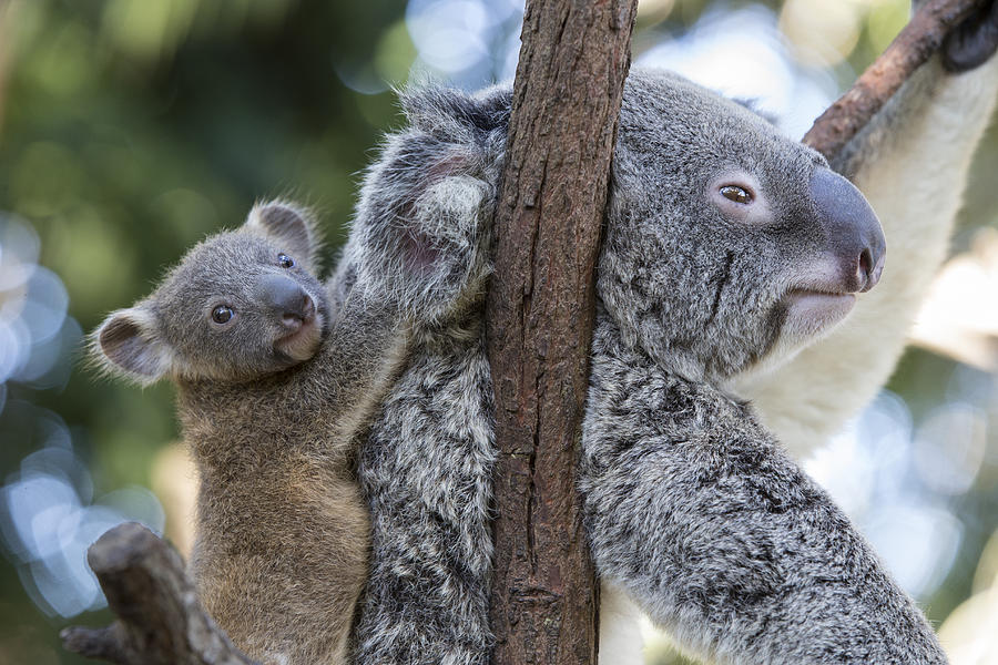 Koaal Joey Clinging To Mother Australia Photograph By Suzi Eszterhas Pixels