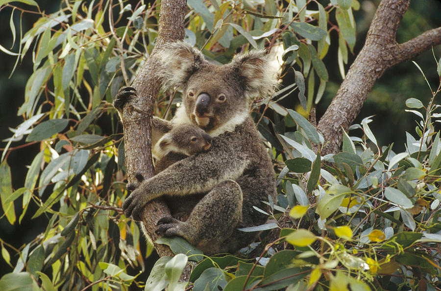 Koala And Joey In Eucalyptus Australia Photograph by Gerry Ellis