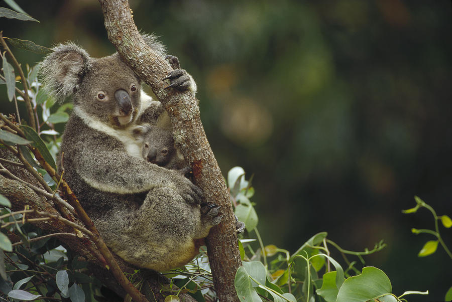 Koala And Joey In Eucalyptus Tree Photograph by Gerry Ellis