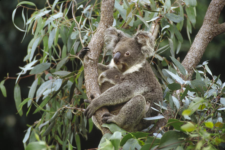 Koala And Old Joey Resting Australia Photograph by Gerry Ellis