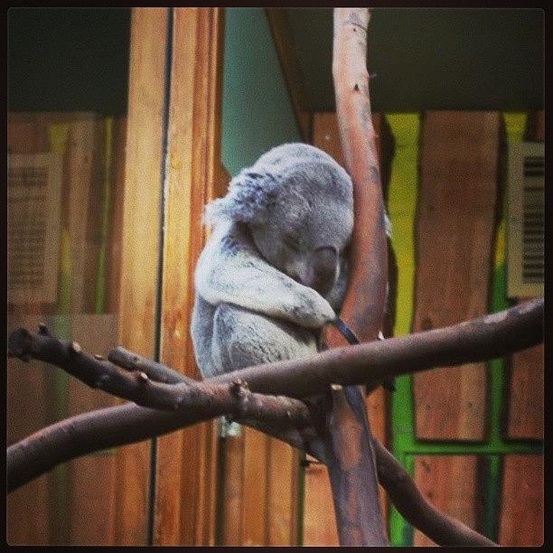 Animal Photograph - #koala #asleep #snuggling #cute by Siobhan Macrae