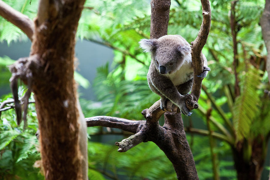 Animal Photograph - Koala At Taronga Zoo by Richard Ianson